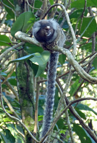 sagui